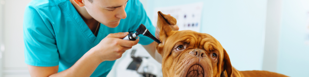 Servicios veterinarios de Madrid